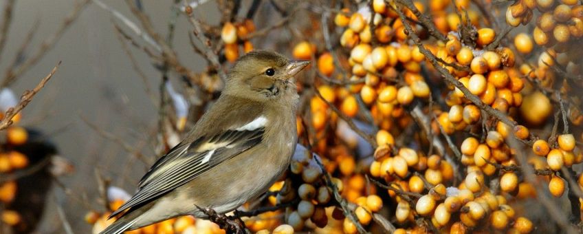 Fringilla coelebs. Vink female