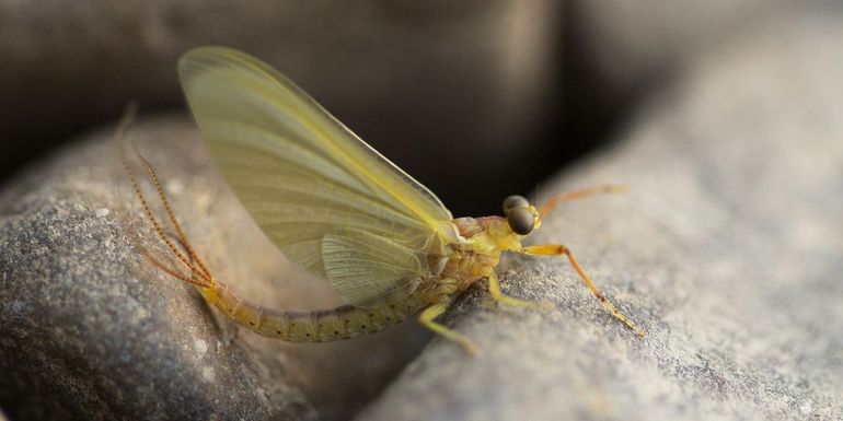 De gele driestaart komt weer voor in de Roer