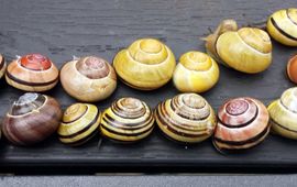 Naturalis Biodiversity Center Tuinslakken