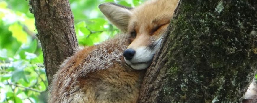 Nieuwe editie Basiscursus Planten en Dieren Herkennen start in maart 2026