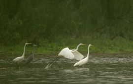 Harvey van Diek Grote zilverreigers en Blauwe reiger op plas.
Foto: Harvey van Diek