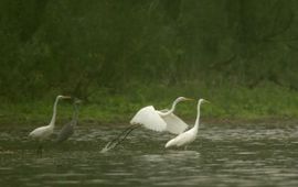 Grote zilverreigers en Blauwe reiger op plas.
Foto: Harvey van Diek