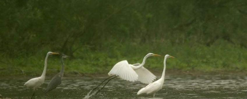 Grote zilverreigers en Blauwe reiger op plas.
Foto: Harvey van Diek