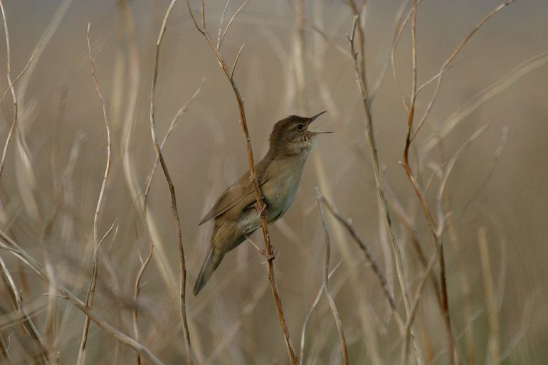 De snor zit meestal verstopt in het riet