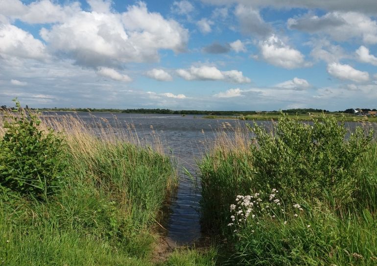 Oever van de Friese meren, groeiplaats tengere distel