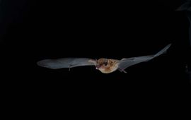 Seba's short-tailed bat (Carollia perspicillata)