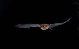 Joxerra Aihartza Seba's short-tailed bat (Carollia perspicillata)