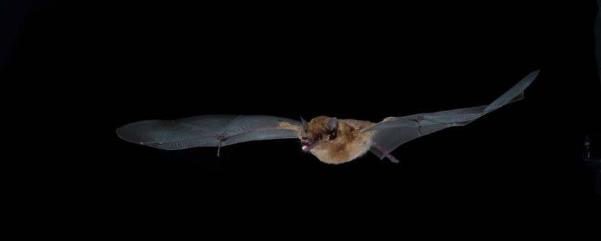 Seba's short-tailed bat (Carollia perspicillata)