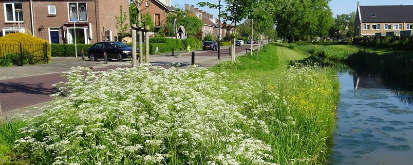 groen Culemborg