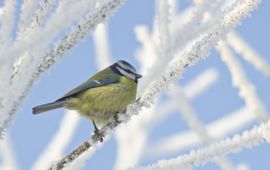 Cyanistes caeruleus, Pimpelmees
