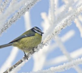 Cyanistes caeruleus, Pimpelmees