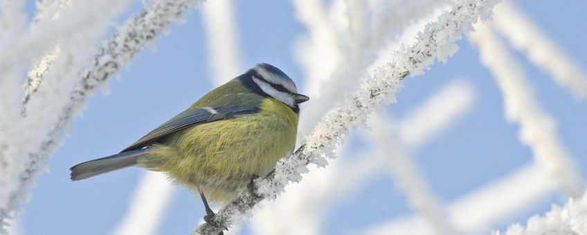 Cyanistes caeruleus, Pimpelmees