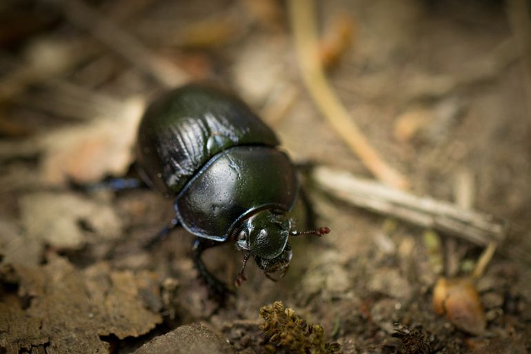 De welbekende blauwglanzende mesttor