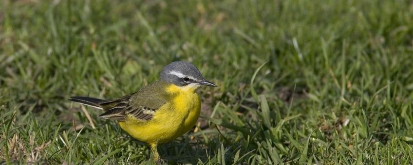 Gele kwikstaart Saxifraga