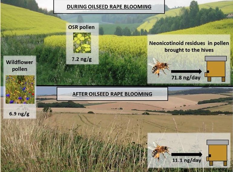 Hoeveelheid nicotinoiden per dag die door honingbijen naar de bijenkast wordt gebracht. Boven: tijdens de bloei van koolzaad. Onder na de bloei van koolzaad. Illustratie uit het wetenschappelijke artikel Botías et al. 2015