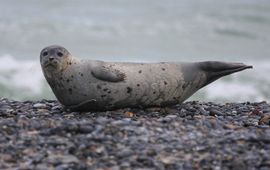 Bart Vastenhouw, Saxifraga Gewone zeehond