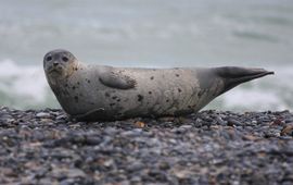 Gewone zeehond