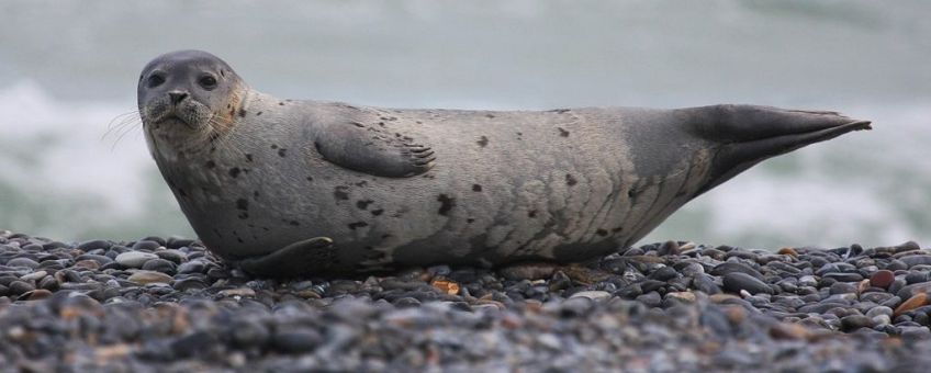 Gewone zeehond