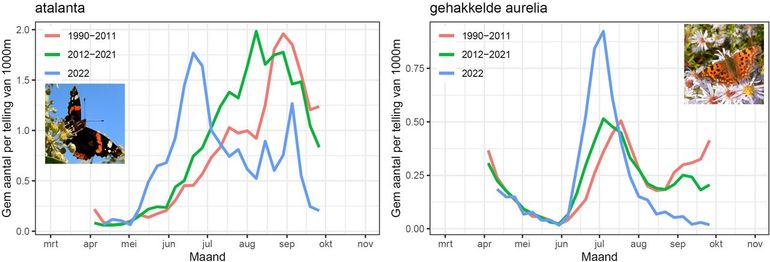 Gemiddelde aantallen van atalanta en gehakkelde aurelia in de routes van het Meetnet Vlinders. De blauwe lijn is van 2022