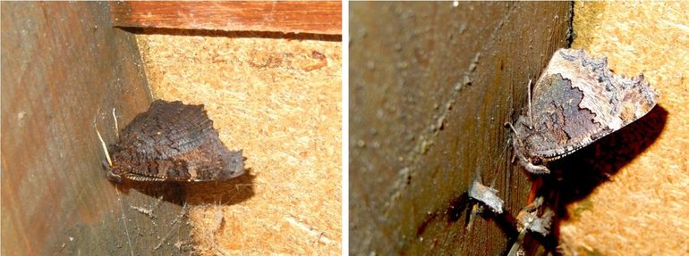 Overwinterende dagpauwoog (links) en kleine vos (rechts) op een zolder