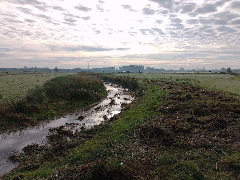 Leefgebied grote modderkruiper na slootonderhoud. In het maaisel op de kant werden dankzij ecologische begeleiding tientallen grote modderkruipers gevonden