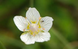 Parnassia