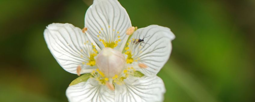 Parnassia