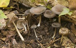 Entoloma nausiosme