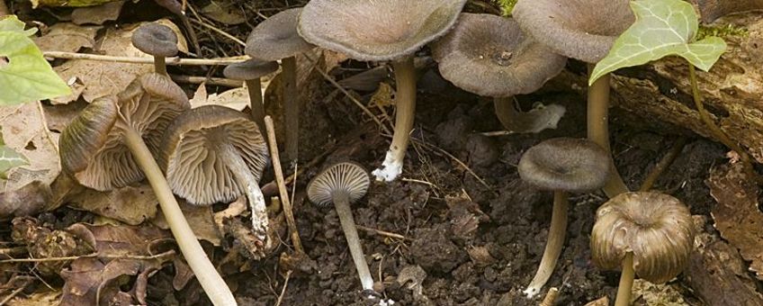 Entoloma nausiosme