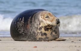 Bart Vastenhouw, Saxifraga Grijze zeehond