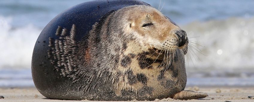 Grijze zeehond