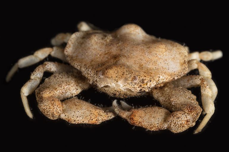 Het rugschild van de Gladde kiezelkrab is opmerkelijk gebocheld; de plaats en de vorm van die bochels zijn determinatiekenmerken in vitro