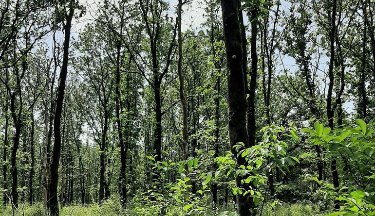 Nieuw bos op de Maashorst aangelegd op voormalige landbouwgronden. Een kans om areaal uit te breiden en nieuwe bossen te ontwikkelen is een onderdeel van de bossenstrategie. In SUPERB monitoren we de ontwikkelingen