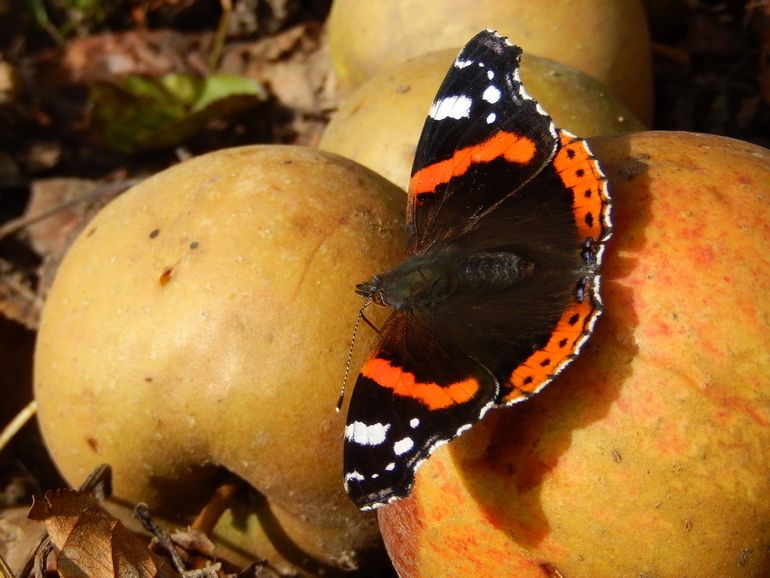 Atalanta's die in herfst en winter nog wakker zijn, kun je helpen met rotte appels als eten