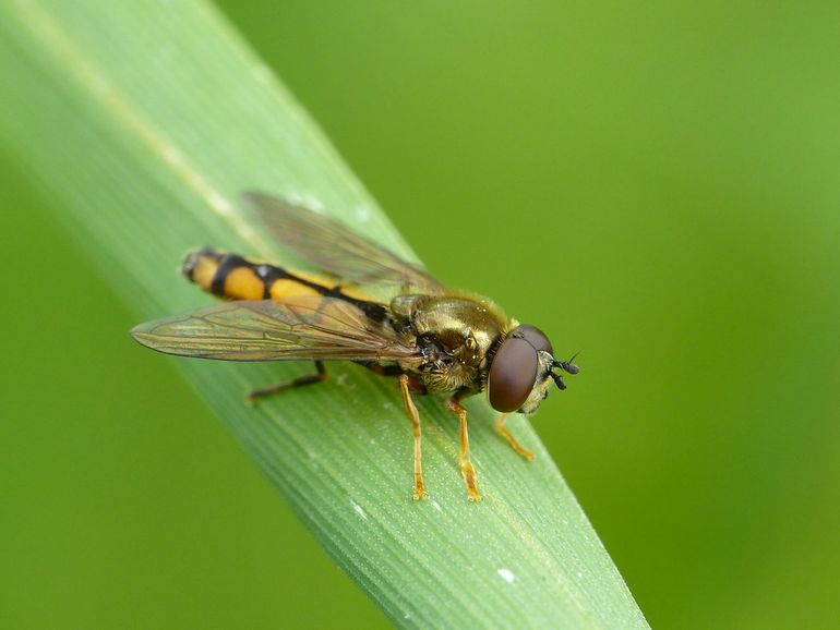 Het moerasplatvoetje (Platycheirus scambus) is een zweefvlieg van moerassen en oevervegetaties. De soort is in de afgelopen decennia zeer sterk afgenomen in Nederland en staat nu in de Rode Lijstcategorie Kwetsbaar