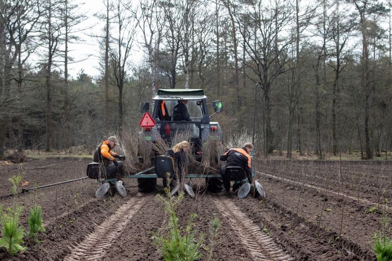 Aanplant van nieuw bos in Vechtdal, Overijssel