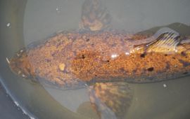 Jeroen Bosveld Kwabaal (detail) uit Steenwijkerland van 71 cm (J. Bosveld)