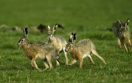 Lepus europaeus, Haas, display