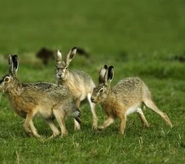 Lepus europaeus, Haas, display
