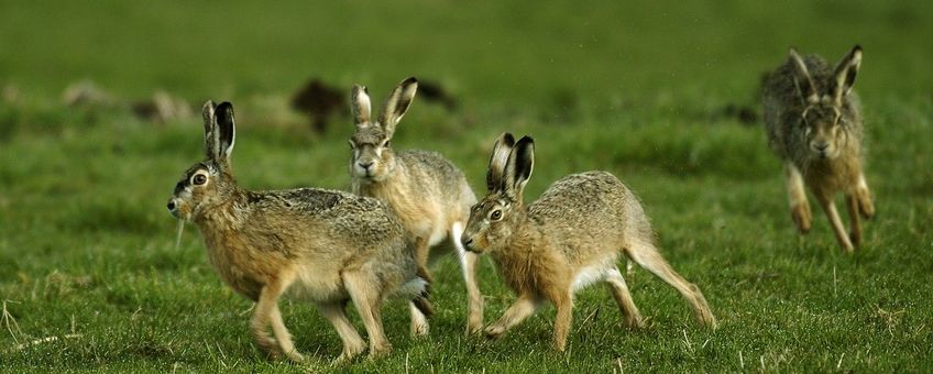 Lepus europaeus, Haas, display