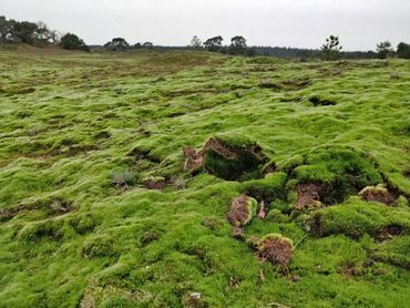 Vermossing op de heide