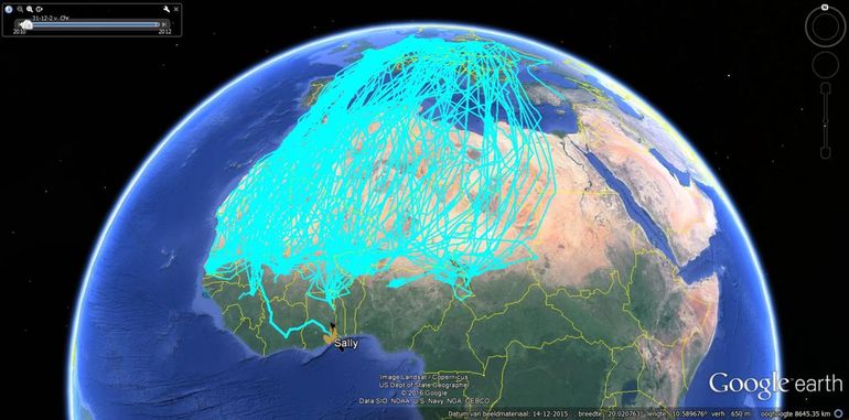 Satelliettracks van Grauwe Kiekendieven 2005-2016. De route van Sally springt eruit