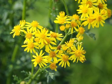 Jacobskruiskruid heeft buis- en lintbloemen