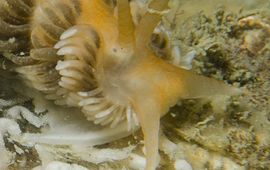 De Verborgen vlokslak, een nieuwe en daarmee de 58ste soort Zeenaaktslak in de Nederlandse kustwateren