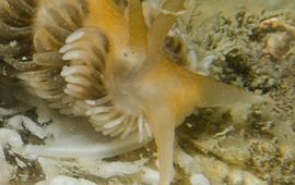 Peter H van Bragt De Verborgen vlokslak, een nieuwe en daarmee de 58ste soort Zeenaaktslak in de Nederlandse kustwateren