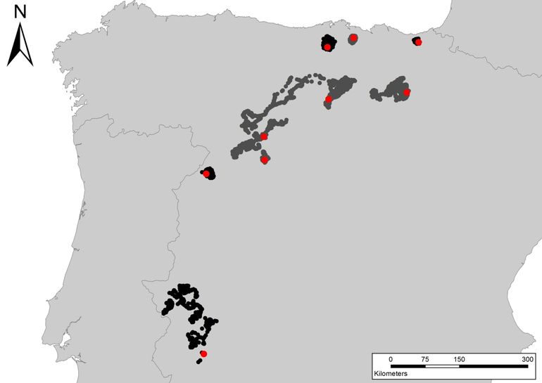 Figuur 2. Winterposities in Spanje van gezenderde Nederlandse jonge rode wouwen uit 2019 (zwart) en 2020 (grijs) tussen 1 december 2020 en 22 februari 2021. Rode stippen betreffen de laatste positie per vogel