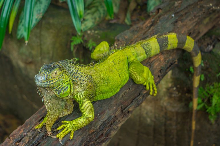 De invasieve uitheemse Groene leguaan