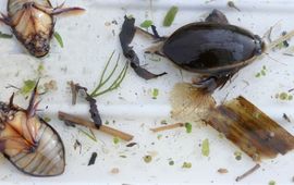 Waterkevers zijn een belangrijke groep voor analyses van de waterkwaliteit.
