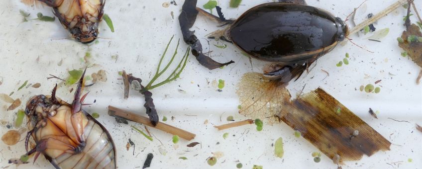 Waterkevers zijn een belangrijke groep voor analyses van de waterkwaliteit.