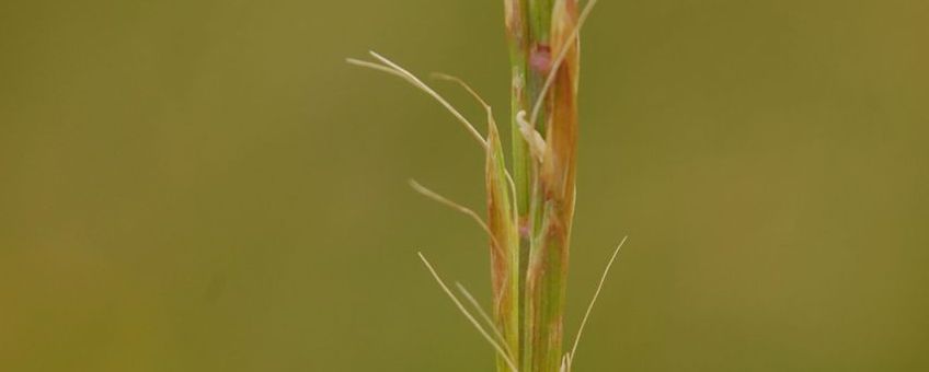 Gaudinia fragilis, detail van aar